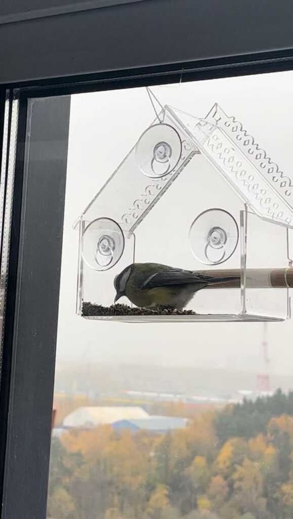 Синица в прозрачной кормушке за окном