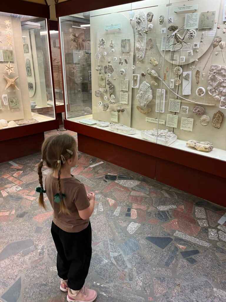 Ребёнок рассматривает окаменелости в музейной витрине.